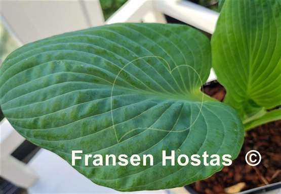 Hosta Generation X